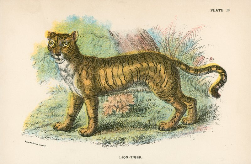 Lion-Tiger by English School