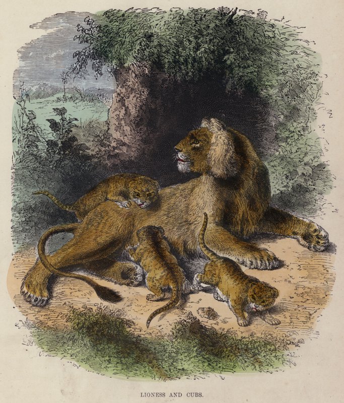 Lioness ve Cubs (renkli gravür) by English School
