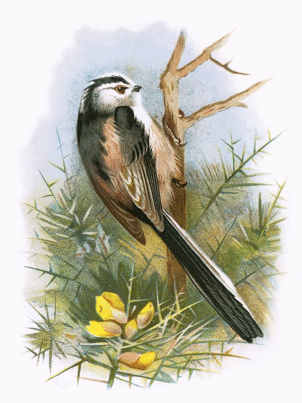 Long tailed Titmouse by English School