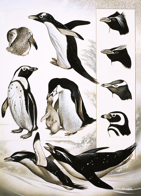 Doğaya Bakmak: Spheniscidae Penguenleri Nelerdir! by English School