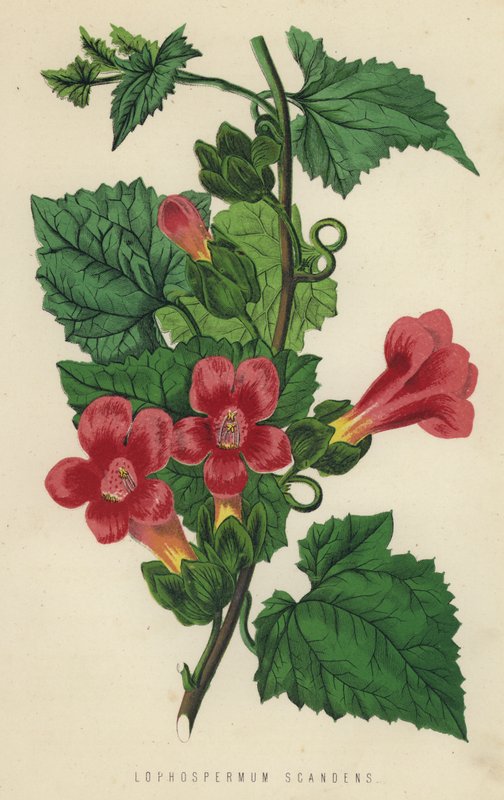 Lophospermum Scandens (chromolitho) by English School
