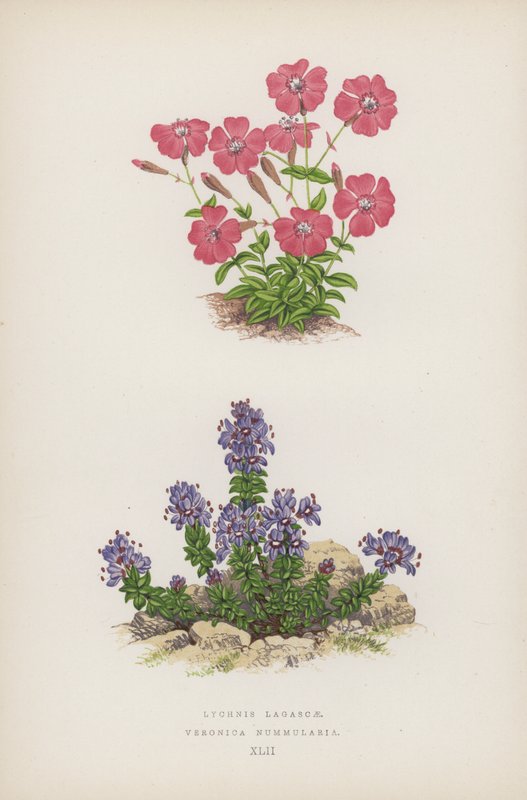 Lychnis Lagascae; Veronica Nummularia (renkli taş) by English School