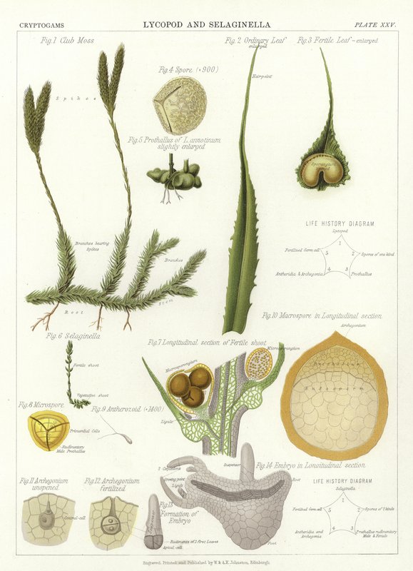 Likopod ve Selaginella by English School