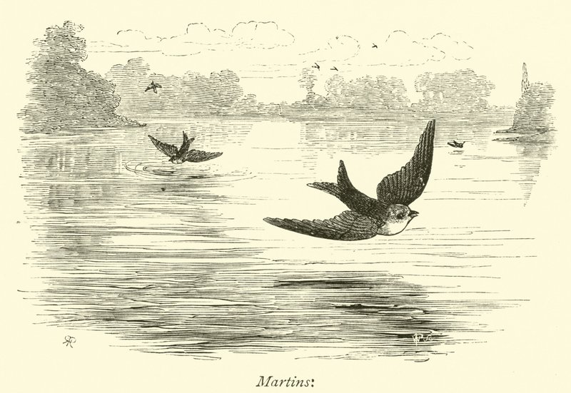 Martinler by English School