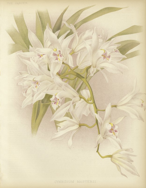 Ustalar Cymbidium by English School