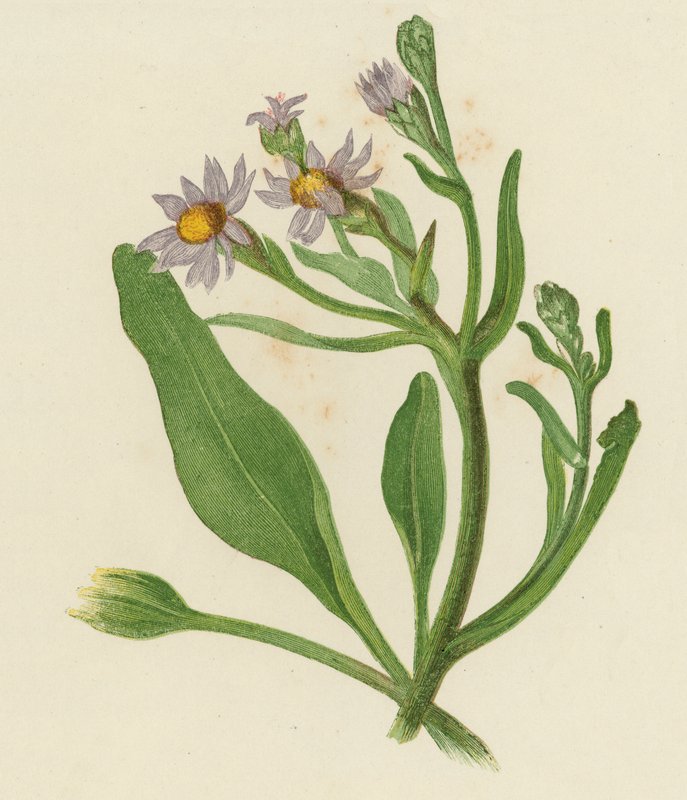 Michaelmas Daisy, Aster Tripolium (renkli taş) by English School