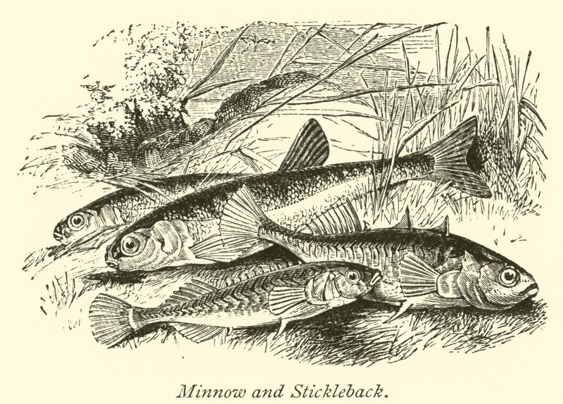 Minnow ve Stickleback by English School