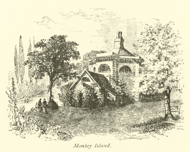 Maymun Adası by English School