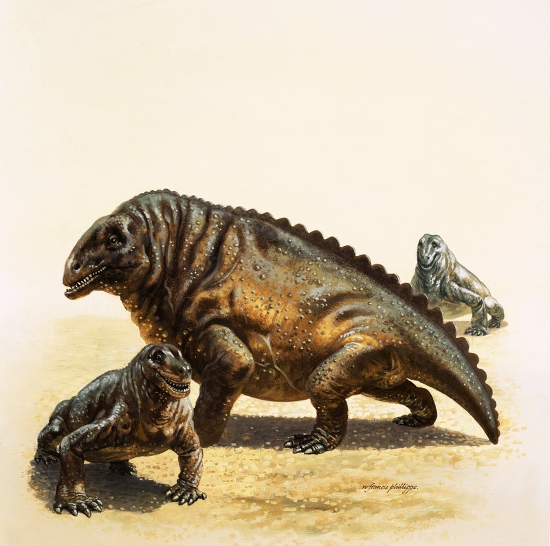 Moschops by English School