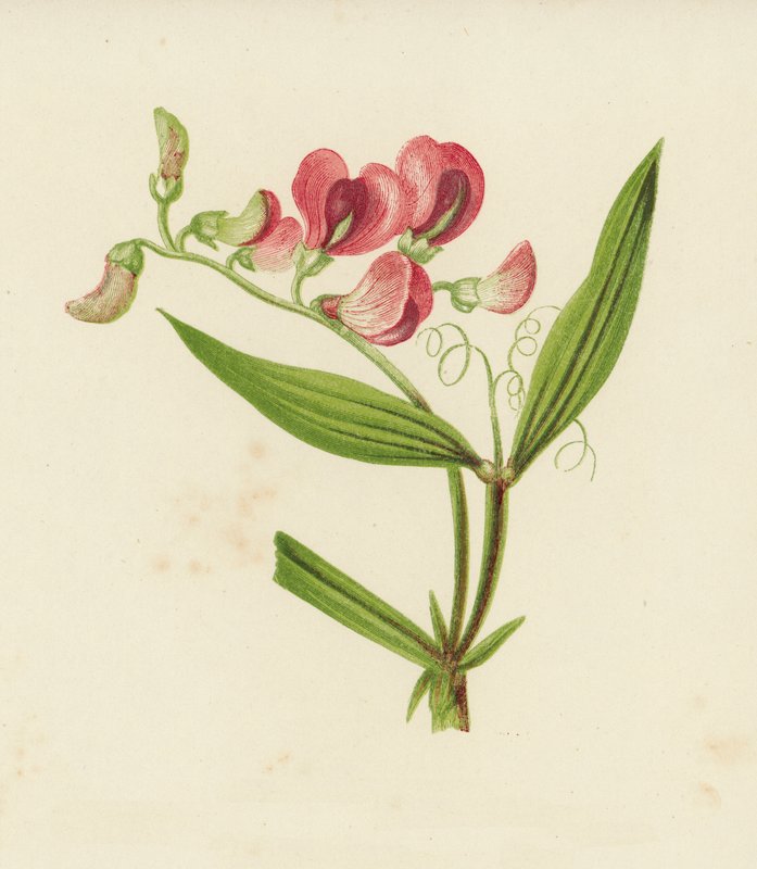 Dar Yapraklı Sonsuz Bezelye, Lathyrus Sylvestris (renkli taş) by English School