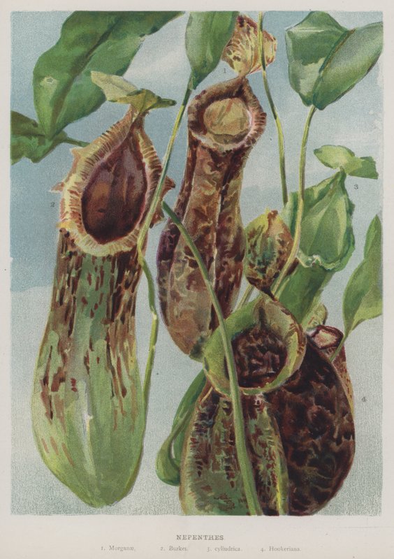 Nepenthes by English School