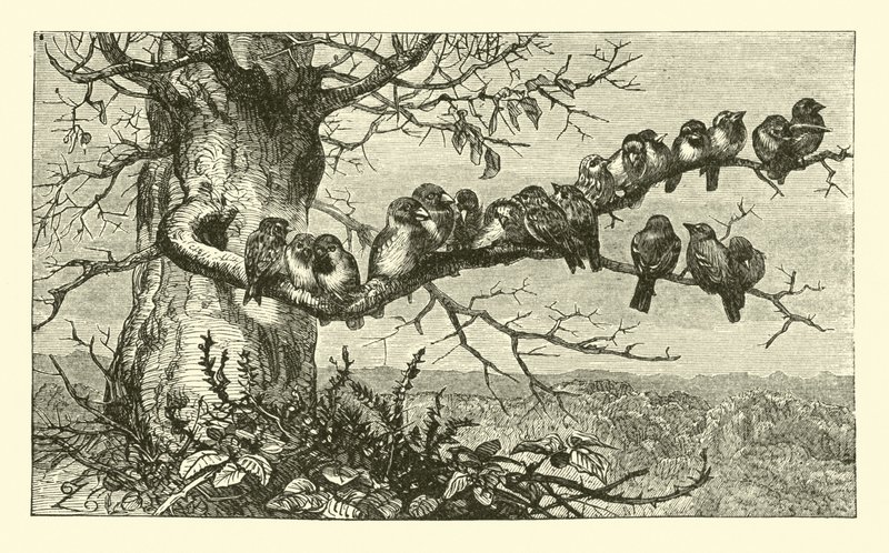 on dokuz kuş by English School