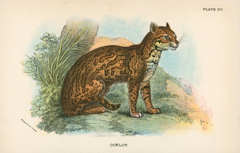 ocelot by English School
