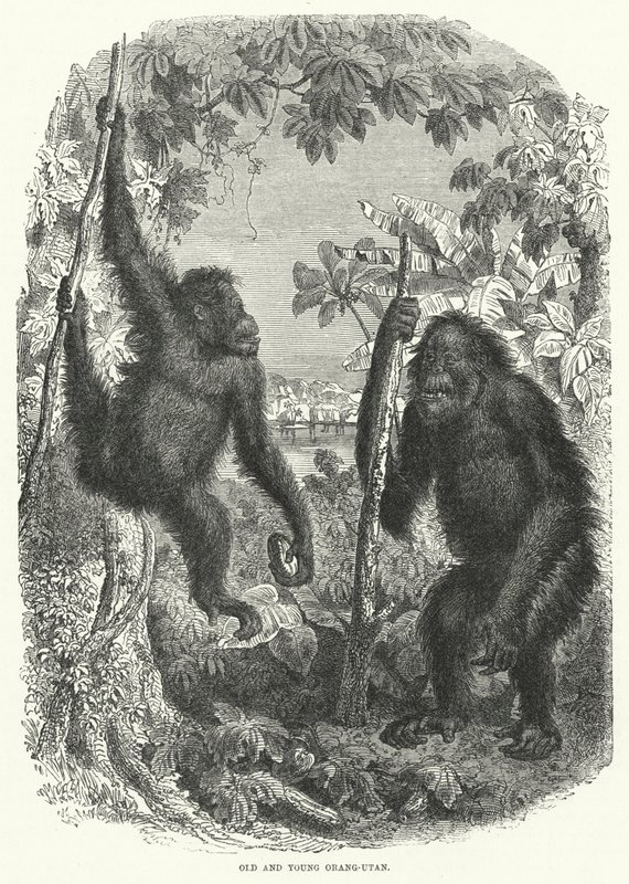 Yaşlı ve genç Orang-Utan (gravür) by English School