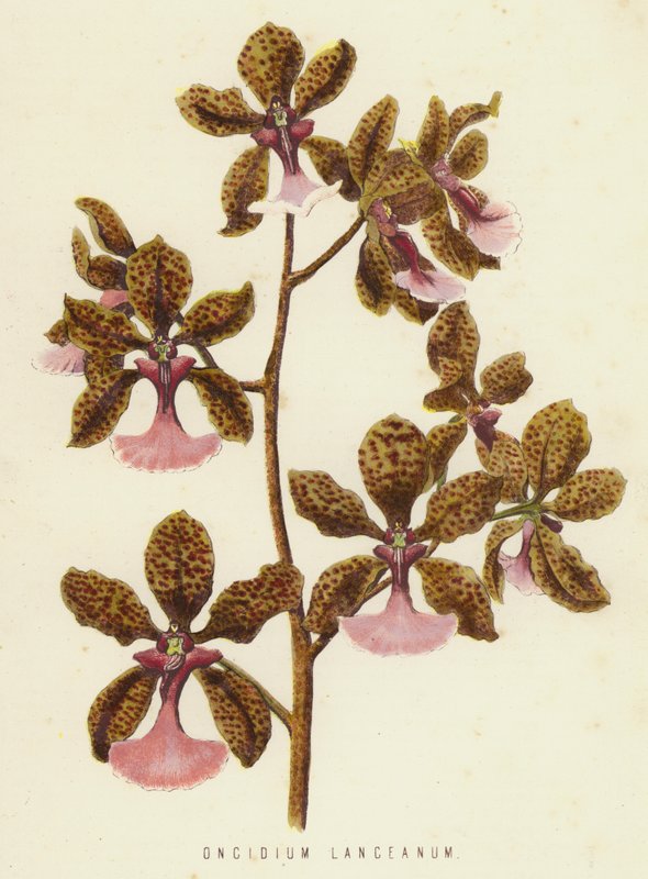 Oncidium lanceanum (chromolitho) by English School