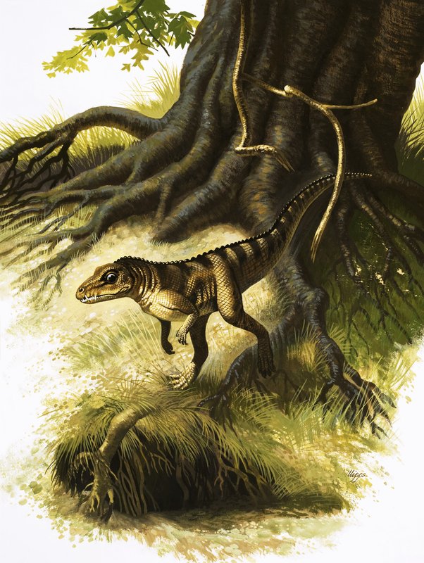 Onithosuchus by English School