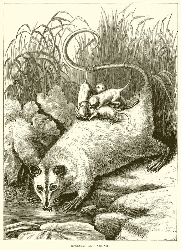 Opossum ve Genç by English School