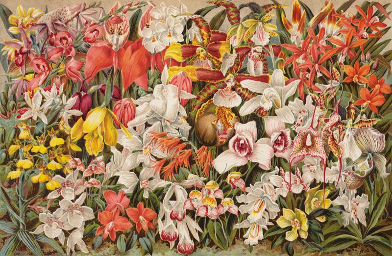 Orkide evi (chromolitho) by English School