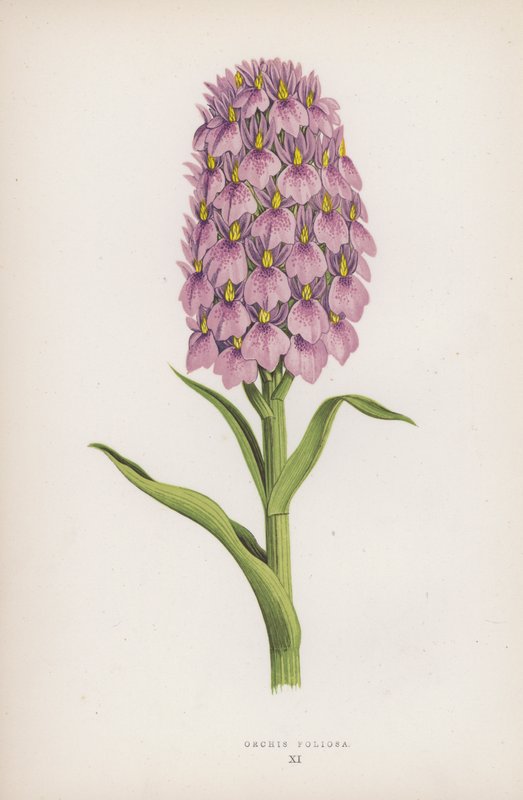 Orchis Foliosa (renkli lito) by English School