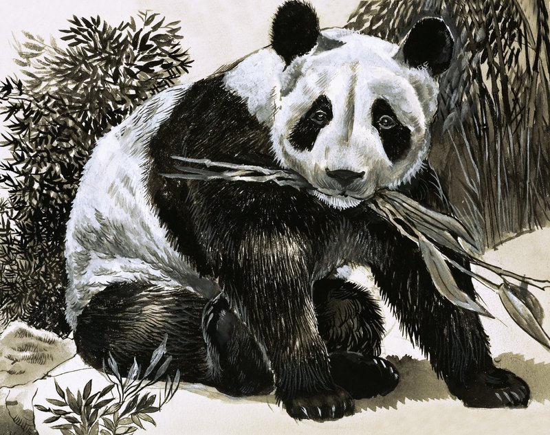 Panda by English School