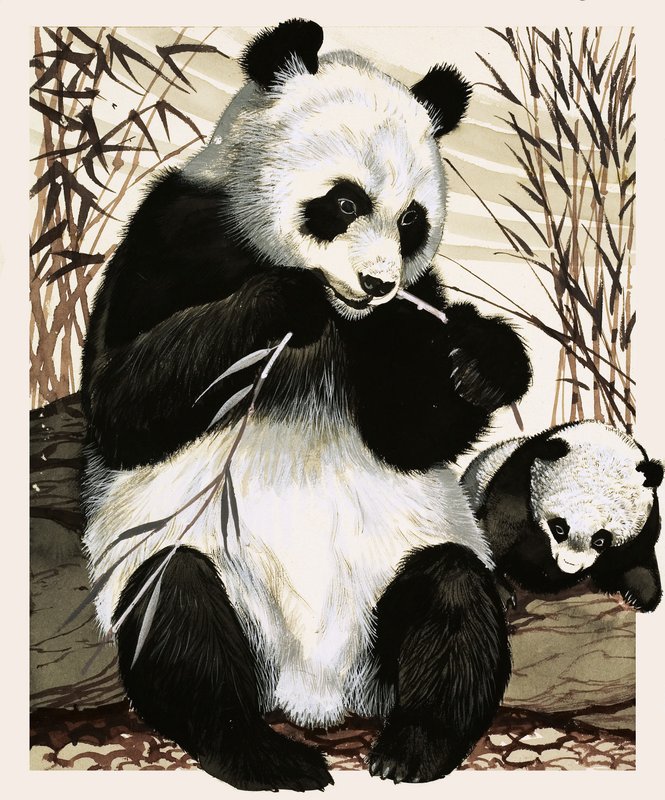 panda ve yavrusu by English School