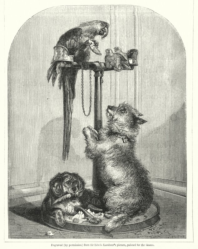 Papağan ve köpekler (gravür) by English School