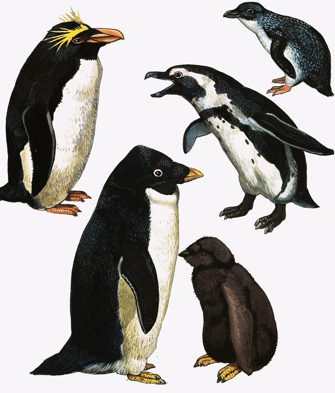 penguenler by English School