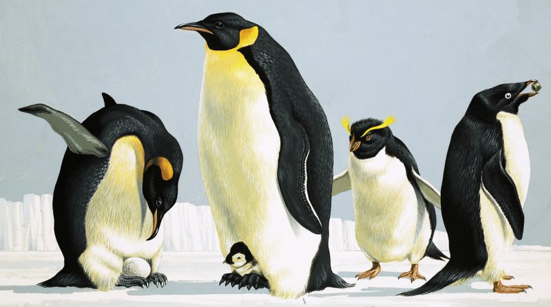 penguenler by English School