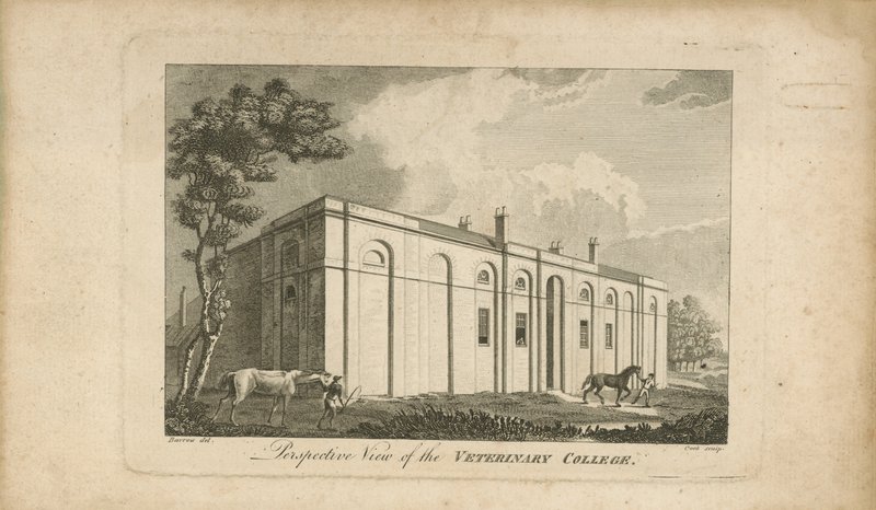 Veteriner kolejinin perspektif görünümü by English School
