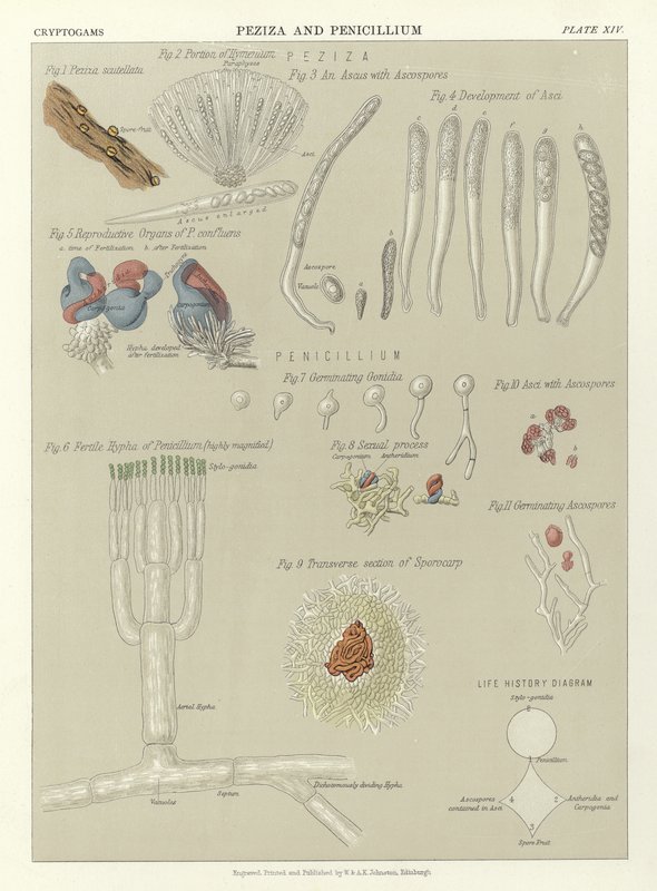 Peziza ve Penicillium by English School