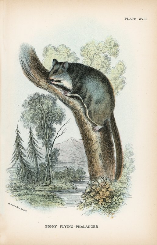 Pigmy Uçan Falanger by English School