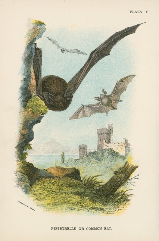 Pipistrelle veya Ortak Yarasa by English School