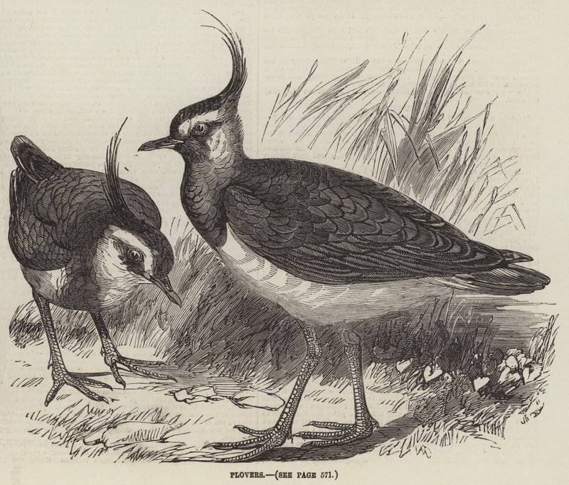 Plovers (gravür) by English School