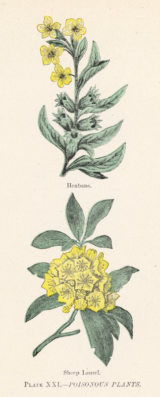 Zehirli bitkiler (renkli lito) by English School