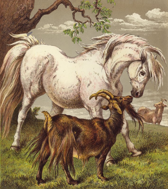 Midilli ve keçiler (renkli litho) by English School