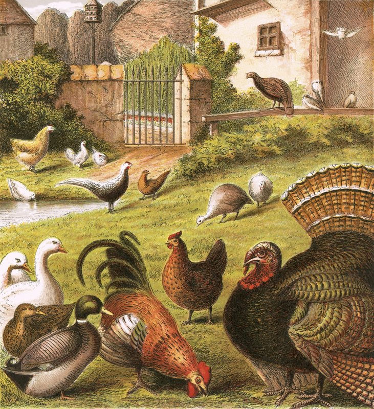 Bir çiftlikte kümes hayvanları by English School