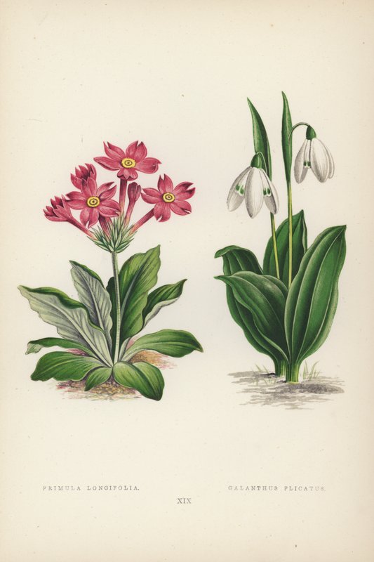 Primula longifolia; Galanthus Plikatus (renkli taş) by English School