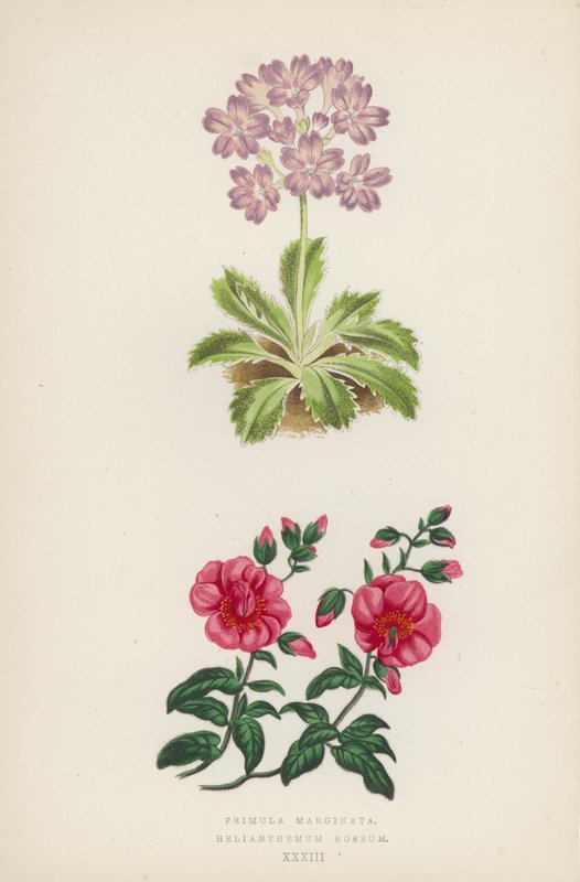 Primula Marginata; Helianthemum Roseum (renkli taş) by English School