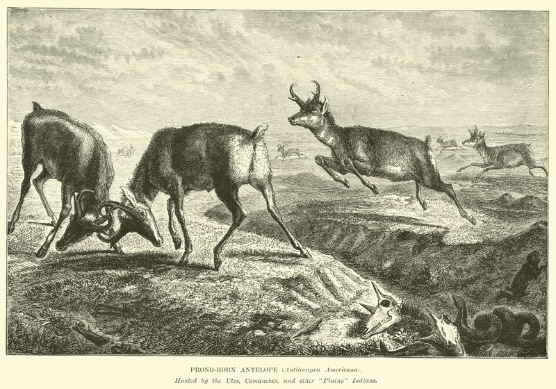 Prong-boynuzlu Antilop, Antilocapra Americana by English School