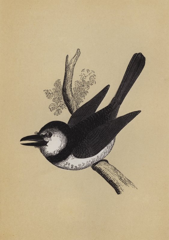 Puff Bird (renkli taş) by English School
