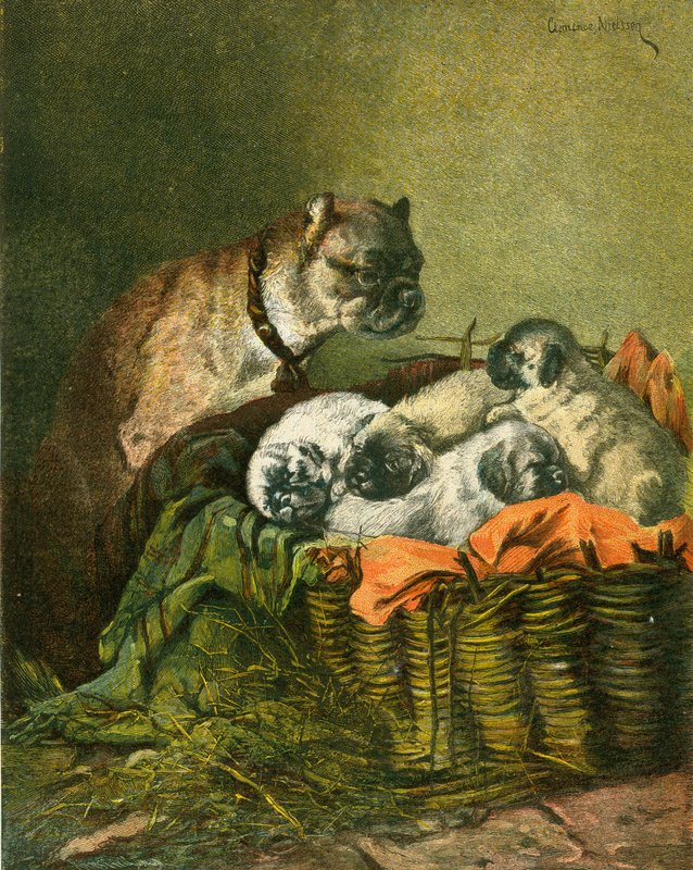Pug ve köpek yavruları by English School