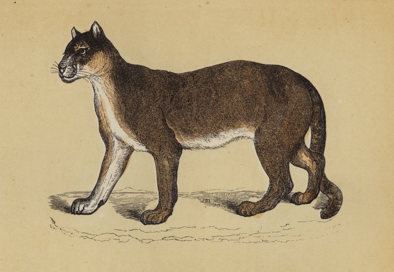 Puma (renkli taş) by English School
