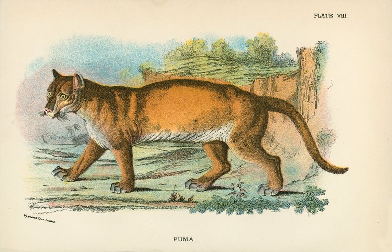 Puma by English School