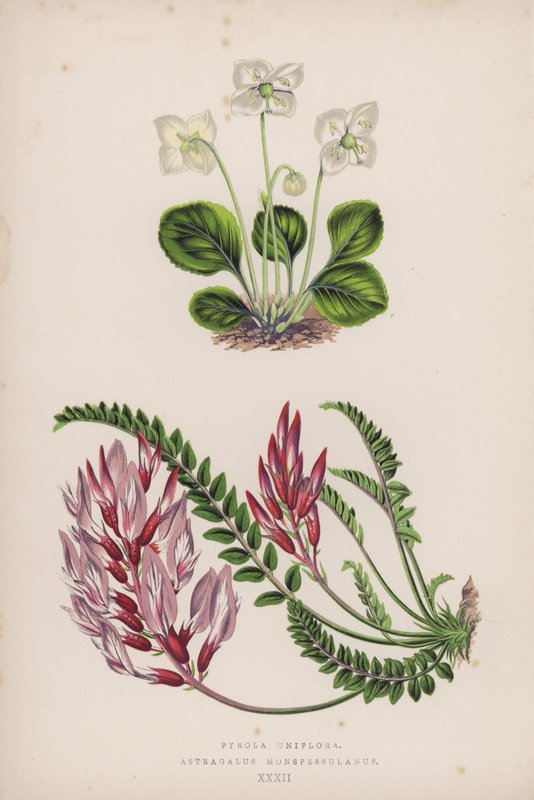 Pirola Uniflora; Astragalus Monspessulanus (renkli taş) by English School