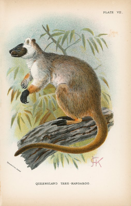Queensland Ağacı-Kanguru by English School