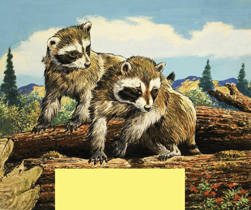 Racoons by English School