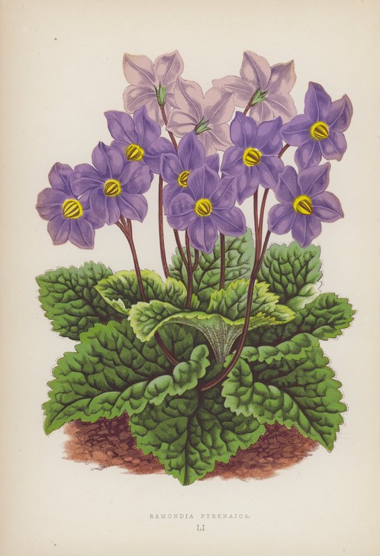 Ramondia Pyrenaica (renkli taş) by English School