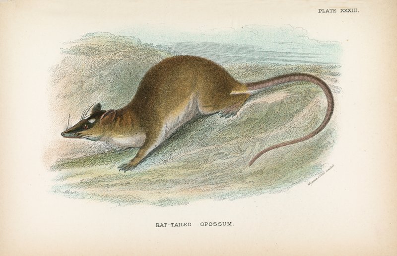 Fare Kuyruklu Opossum by English School