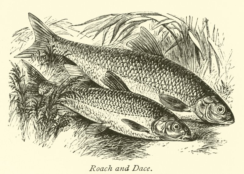 Roach ve Dace by English School