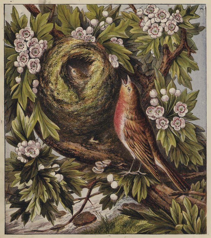 Robin
